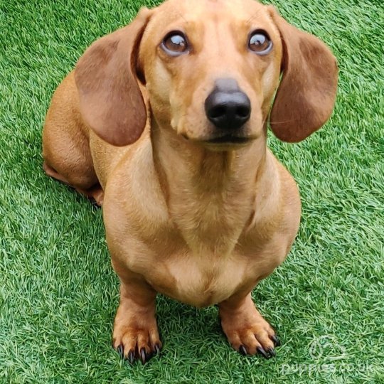 Dachshund (Standard &amp; Miniature)