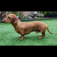 Dachshund (Standard &amp; Miniature)