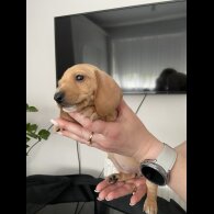 Dachshund (Standard &amp; Miniature) - Both