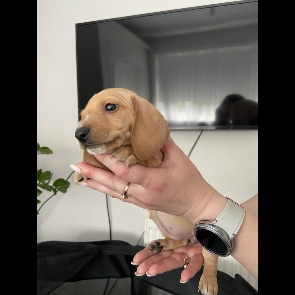 Dachshund (Standard &amp; Miniature) - Both