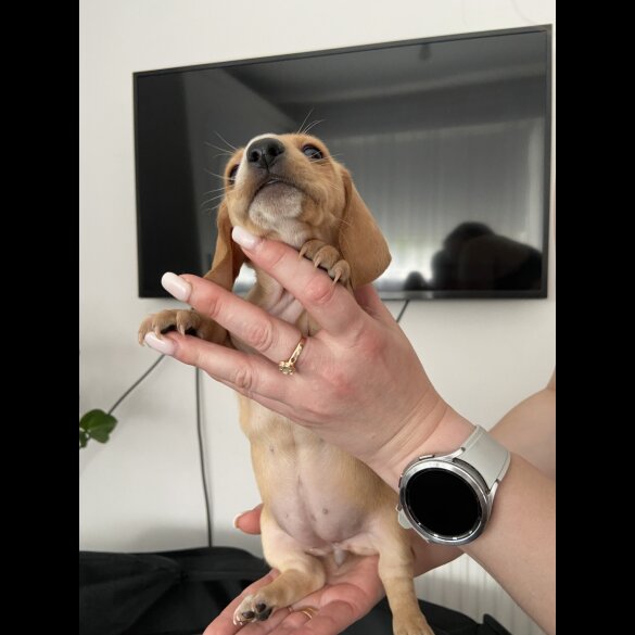 Dachshund (Standard &amp; Miniature) - Both