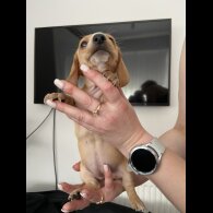 Dachshund (Standard &amp; Miniature) - Both