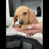 Dachshund (Standard &amp; Miniature) - Both