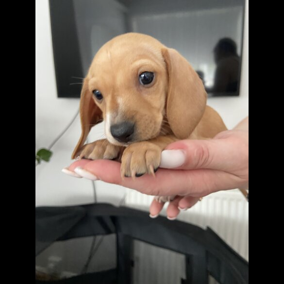 Dachshund (Standard &amp; Miniature) - Both