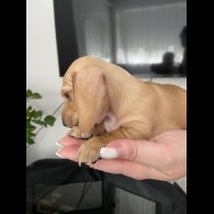Dachshund (Standard &amp; Miniature) - Both