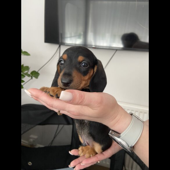 Dachshund (Standard &amp; Miniature) - Both