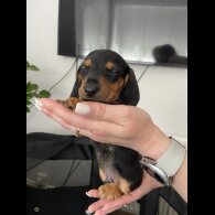 Dachshund (Standard &amp; Miniature) - Both
