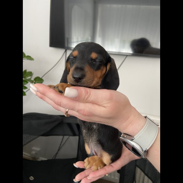 Dachshund (Standard &amp; Miniature) - Both