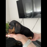 Dachshund (Standard &amp; Miniature) - Both