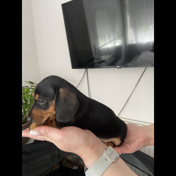 Dachshund (Standard &amp; Miniature) - Both