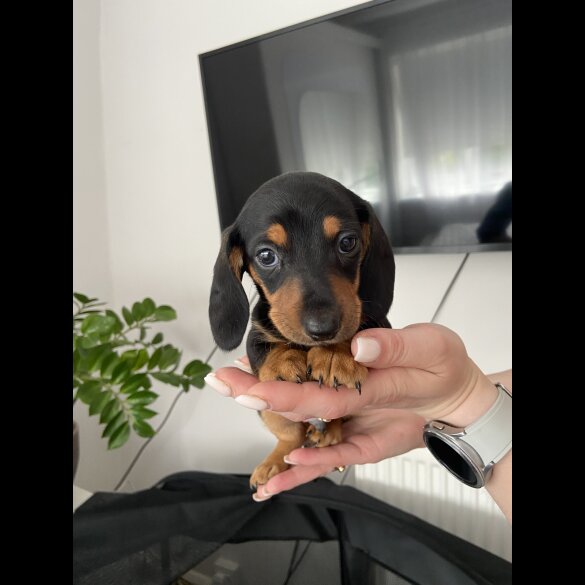 Dachshund (Standard &amp; Miniature) - Both