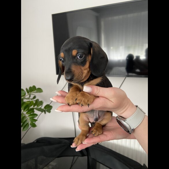 Dachshund (Standard &amp; Miniature) - Both