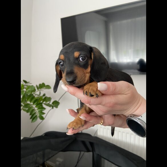 Dachshund (Standard &amp; Miniature) - Both