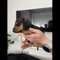 Dachshund (Standard &amp; Miniature) - Both