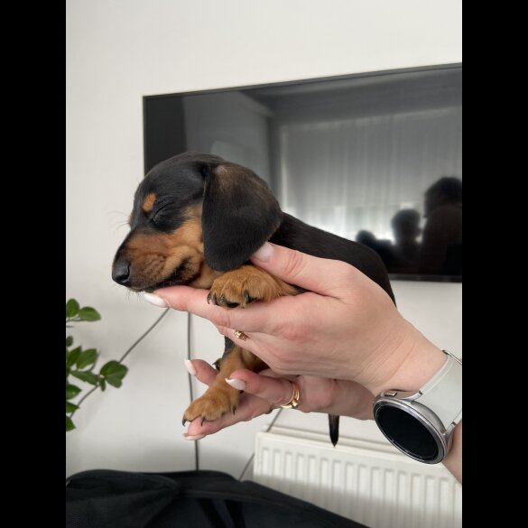 Dachshund (Standard &amp; Miniature) - Both
