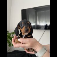 Dachshund (Standard &amp; Miniature) - Both