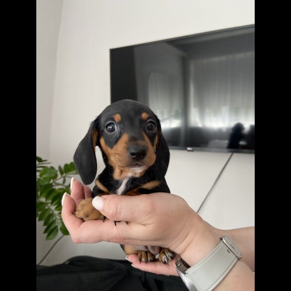Dachshund (Standard &amp; Miniature) - Both