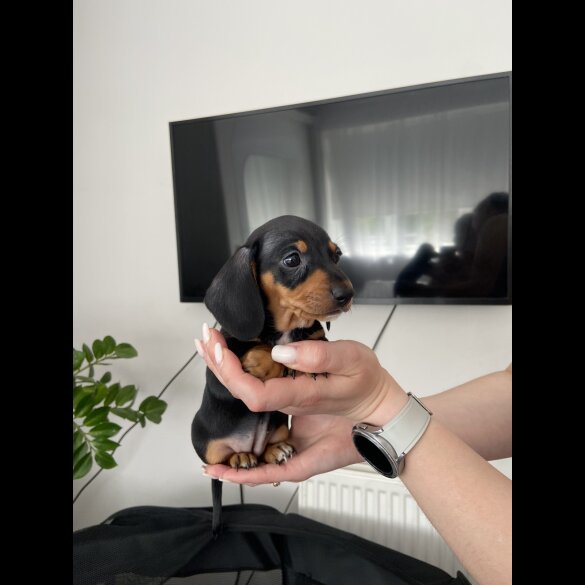 Dachshund (Standard &amp; Miniature) - Both