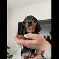 Dachshund (Standard &amp; Miniature) - Both
