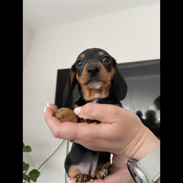 Dachshund (Standard &amp; Miniature) - Both