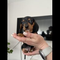 Dachshund (Standard &amp; Miniature) - Both