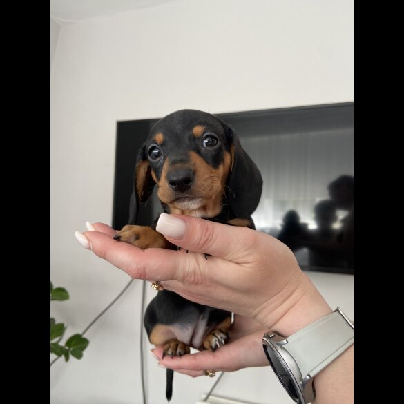 Dachshund (Standard &amp; Miniature) - Both