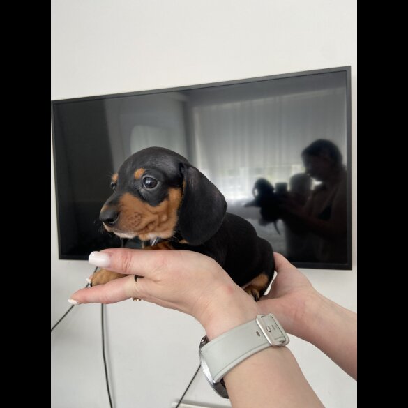 Dachshund (Standard &amp; Miniature) - Both