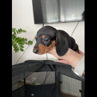 Dachshund (Standard &amp; Miniature) - Both