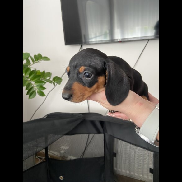 Dachshund (Standard &amp; Miniature) - Both