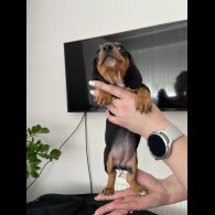 Dachshund (Standard &amp; Miniature) - Both