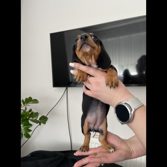 Dachshund (Standard &amp; Miniature) - Both