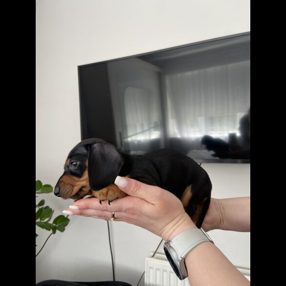 Dachshund (Standard &amp; Miniature) - Both