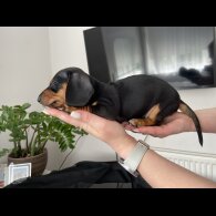 Dachshund (Standard &amp; Miniature) - Both