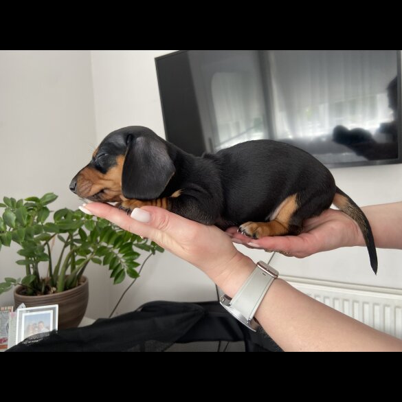Dachshund (Standard &amp; Miniature) - Both