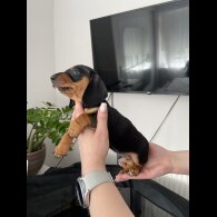 Dachshund (Standard &amp; Miniature) - Both