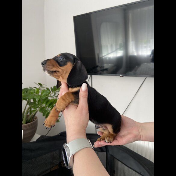 Dachshund (Standard &amp; Miniature) - Both