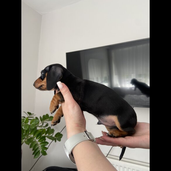 Dachshund (Standard &amp; Miniature) - Both