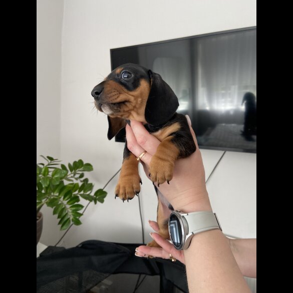 Dachshund (Standard &amp; Miniature) - Both