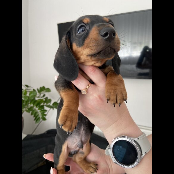Dachshund (Standard &amp; Miniature) - Both
