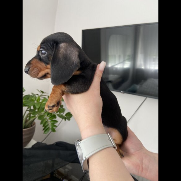 Dachshund (Standard &amp; Miniature) - Both