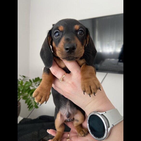 Dachshund (Standard &amp; Miniature) - Both