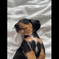 Dachshund (Standard &amp; Miniature) - Both