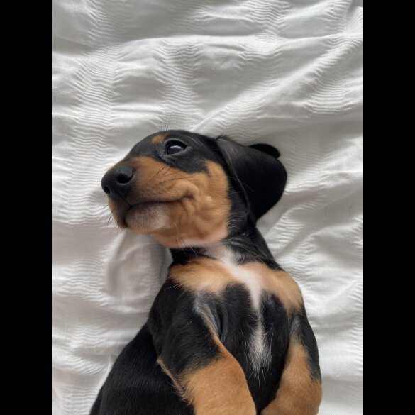 Dachshund (Standard &amp; Miniature) - Both