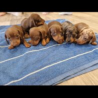 Dachshund (Standard &amp; Miniature) - Both