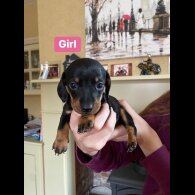 Dachshund (Standard &amp; Miniature) - Both