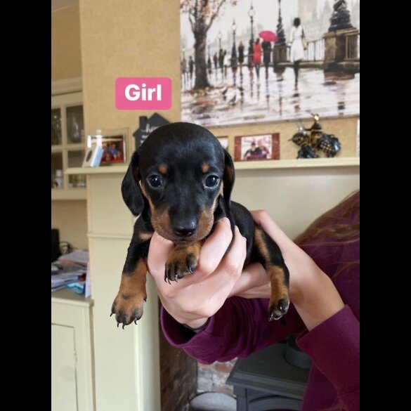 Dachshund (Standard &amp; Miniature) - Both