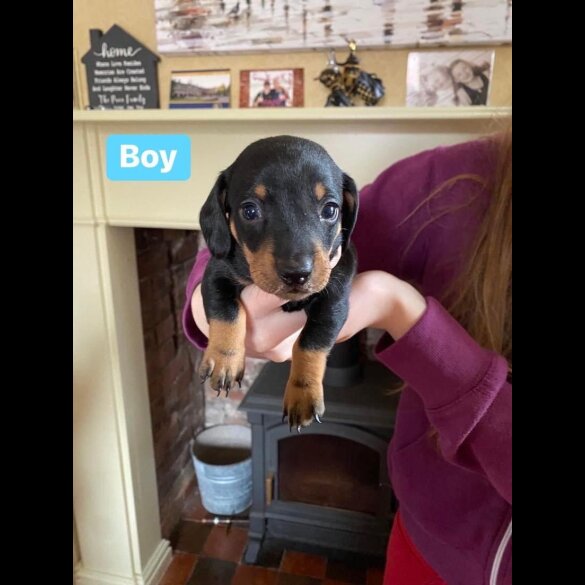 Dachshund (Standard &amp; Miniature) - Both