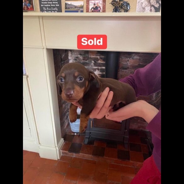 Dachshund (Standard &amp; Miniature) - Both