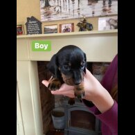 Dachshund (Standard &amp; Miniature) - Both
