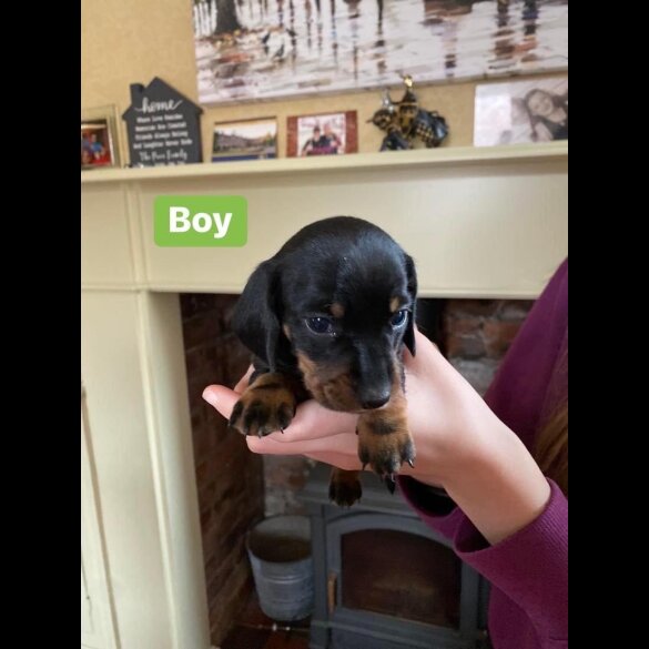 Dachshund (Standard &amp; Miniature) - Both